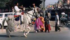 Slavnostn vypardn blou v ulicch starho Jaipuru na cest pro enicha