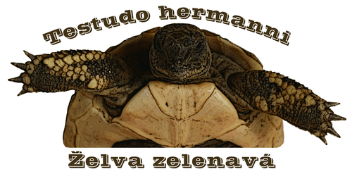�elva zelenav� - Testudo hermanni - ot�zky a odpov�di